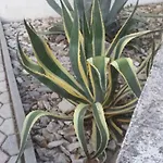 Vesna Vabriga Tar-Vabriga