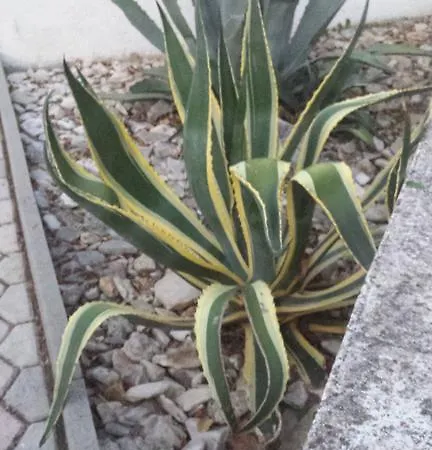 Vesna Vabriga Tar-Vabriga