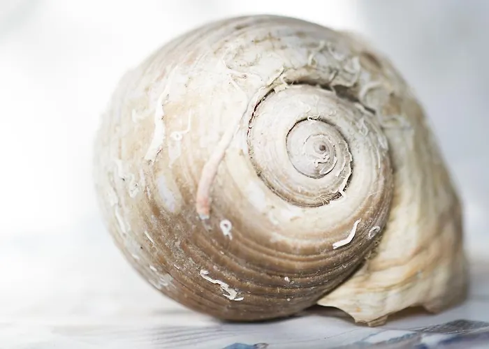 Vesna Vabriga Appartement Tar-Vabriga