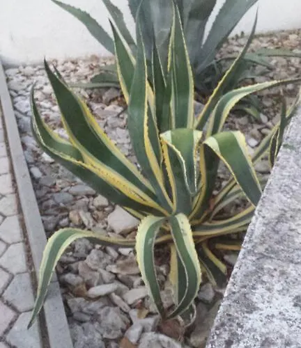 Vesna Vabriga Tar-Vabriga